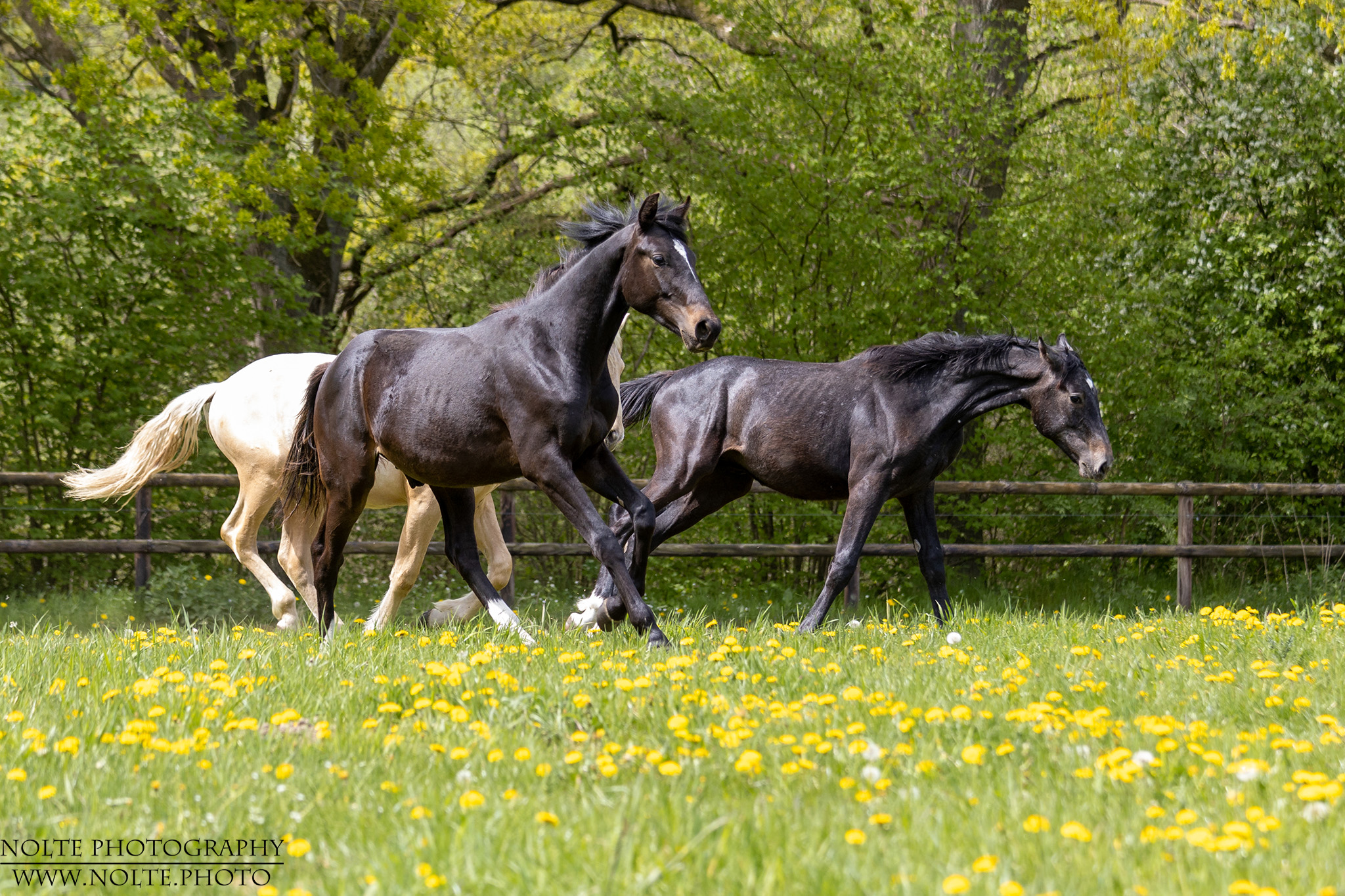 Das erste mal auf der frischen Wiese